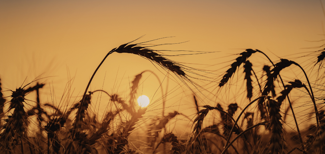 Alergia na pszenicę - czego nie jeść?
