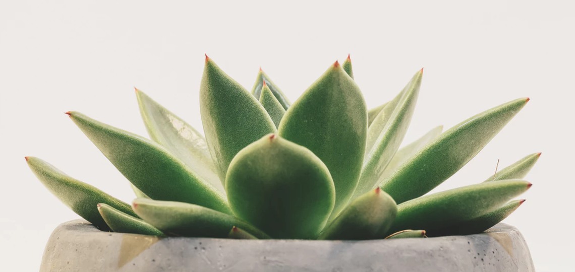aloe vera seife selbst herstellen Aloe Vera-Seife mit Luffaschwamm