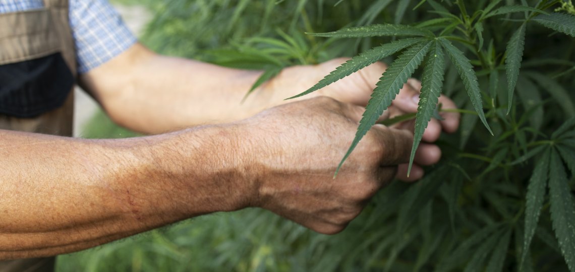 THC - skutki, ryzyko i korzyści jego stosowania