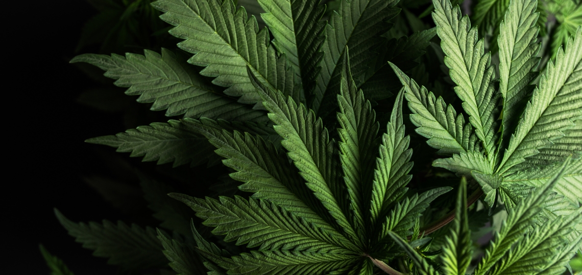 Marihuana medyczny