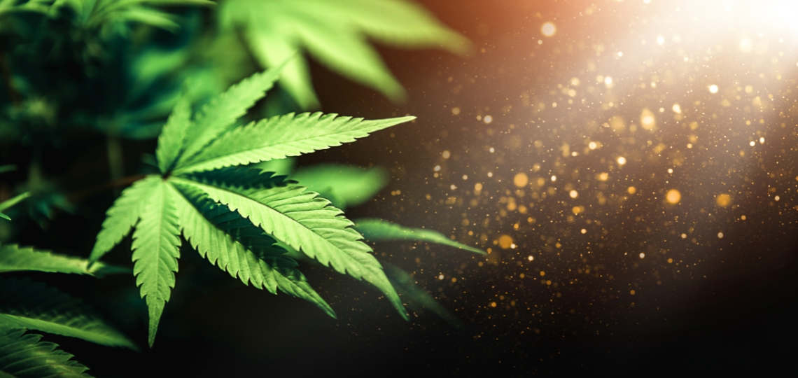 Marihuana medyczna