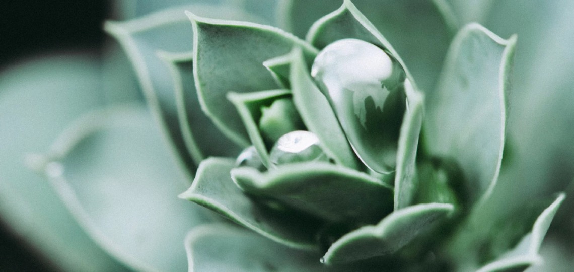 Aloes - jak leczyć atopowe zapalenie skóry domowymi sposobami - nowafarmacja.pl