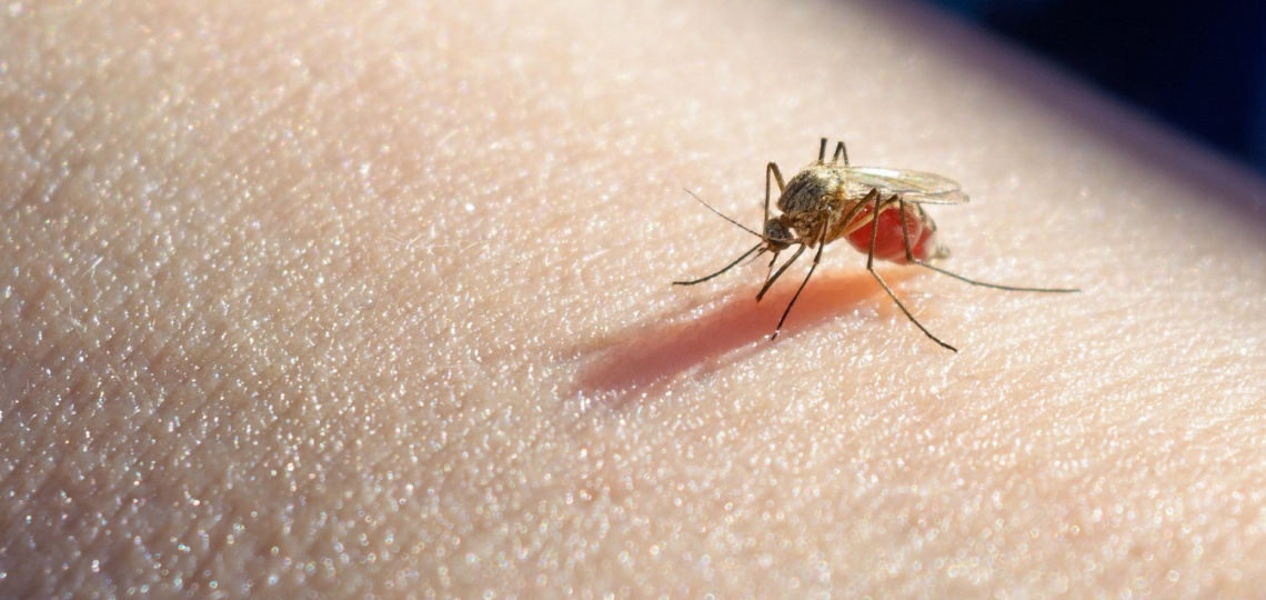 Komar - czy denga jest zaraźliwa - nowafarmacja.pl