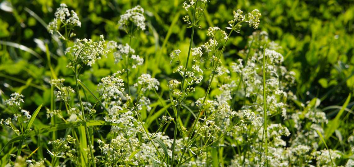 Jak stosować przytulię czepną? | Apteka Nowa Farmacja