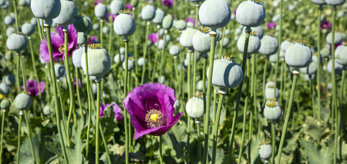 Opium - co to jest? | Apteka Nowa Farmacja