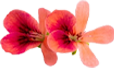 Pelargonia afrykańska 
